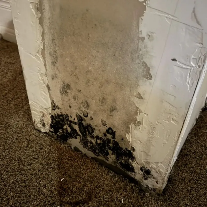 Professional Mold Removal in Wynne, AR